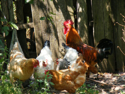 Edible Gardening With Chickens Image